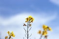 Yellow rape flowers on the blue spring sky.